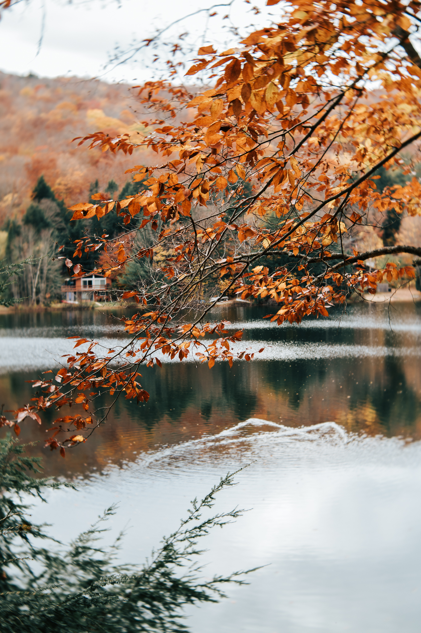 Professional photograph of a branch with orange autumn leaves above a glassy lake with fall foliage reflecting in it. This picture is taken near Boston.